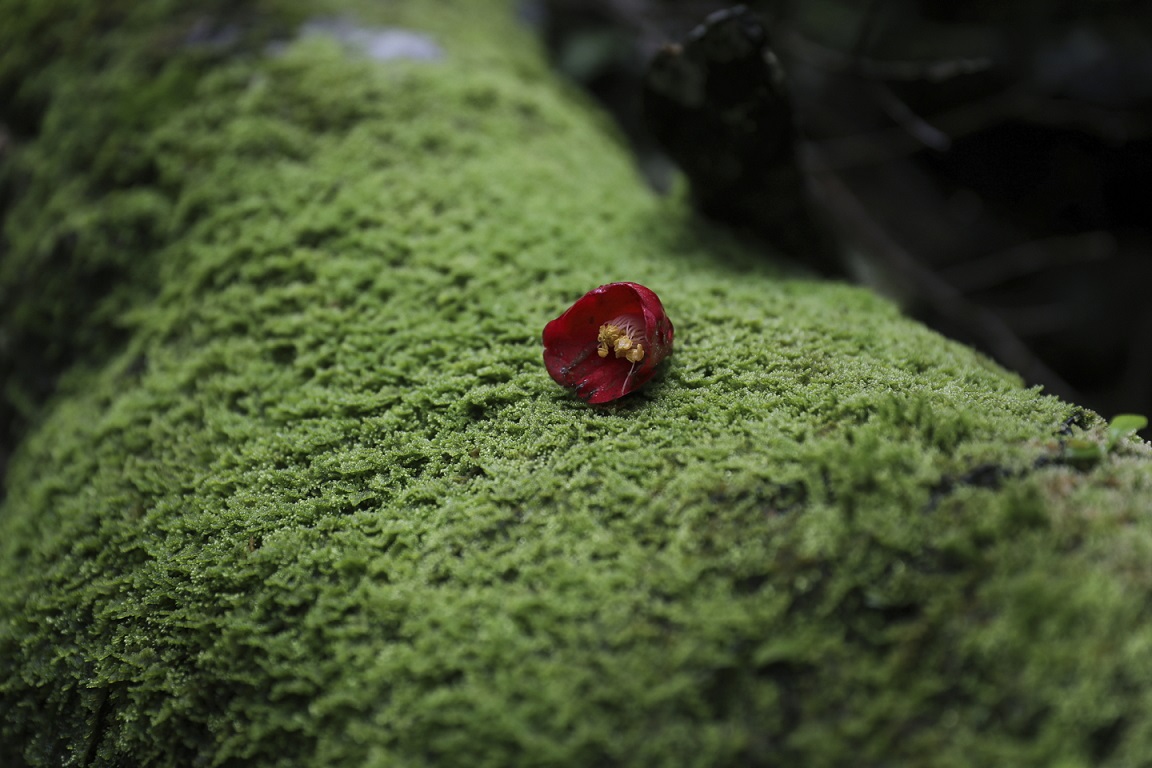 Rote Blüte auf Yakushima