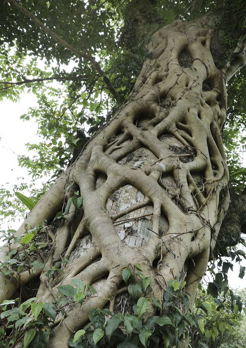 Chinesischer Feigenbaum auf Yakushima