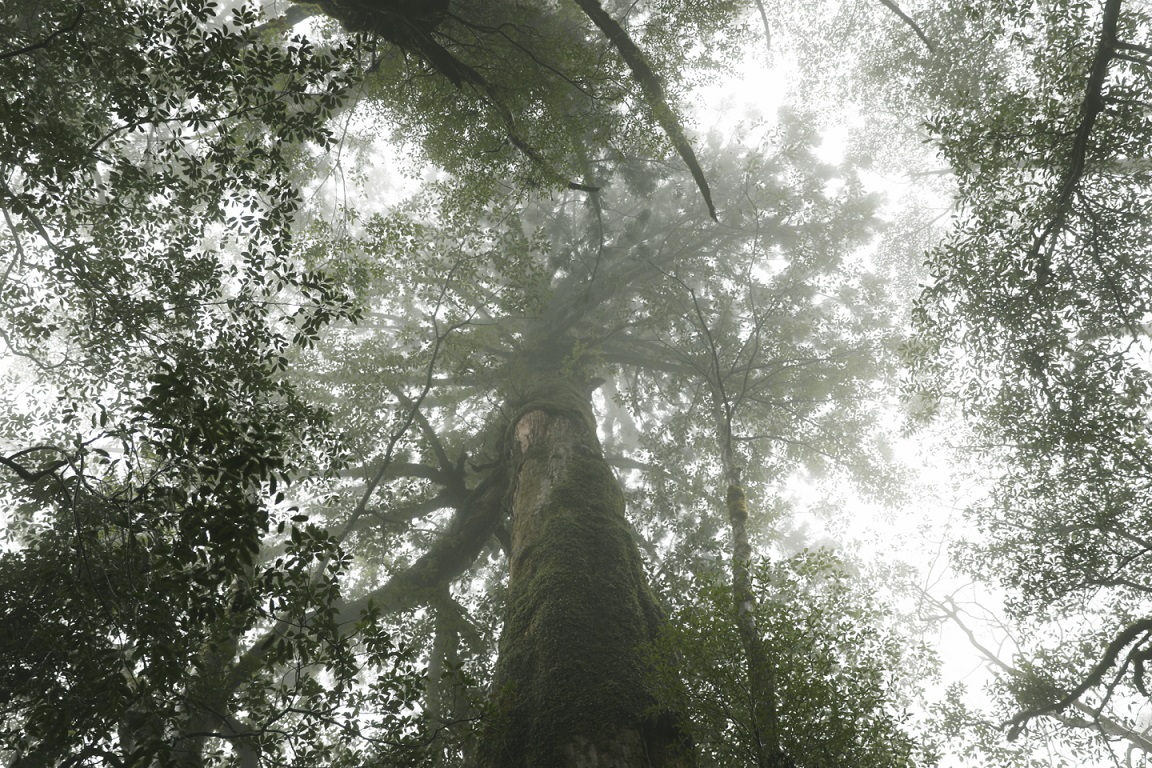 Wald auf Yakushima