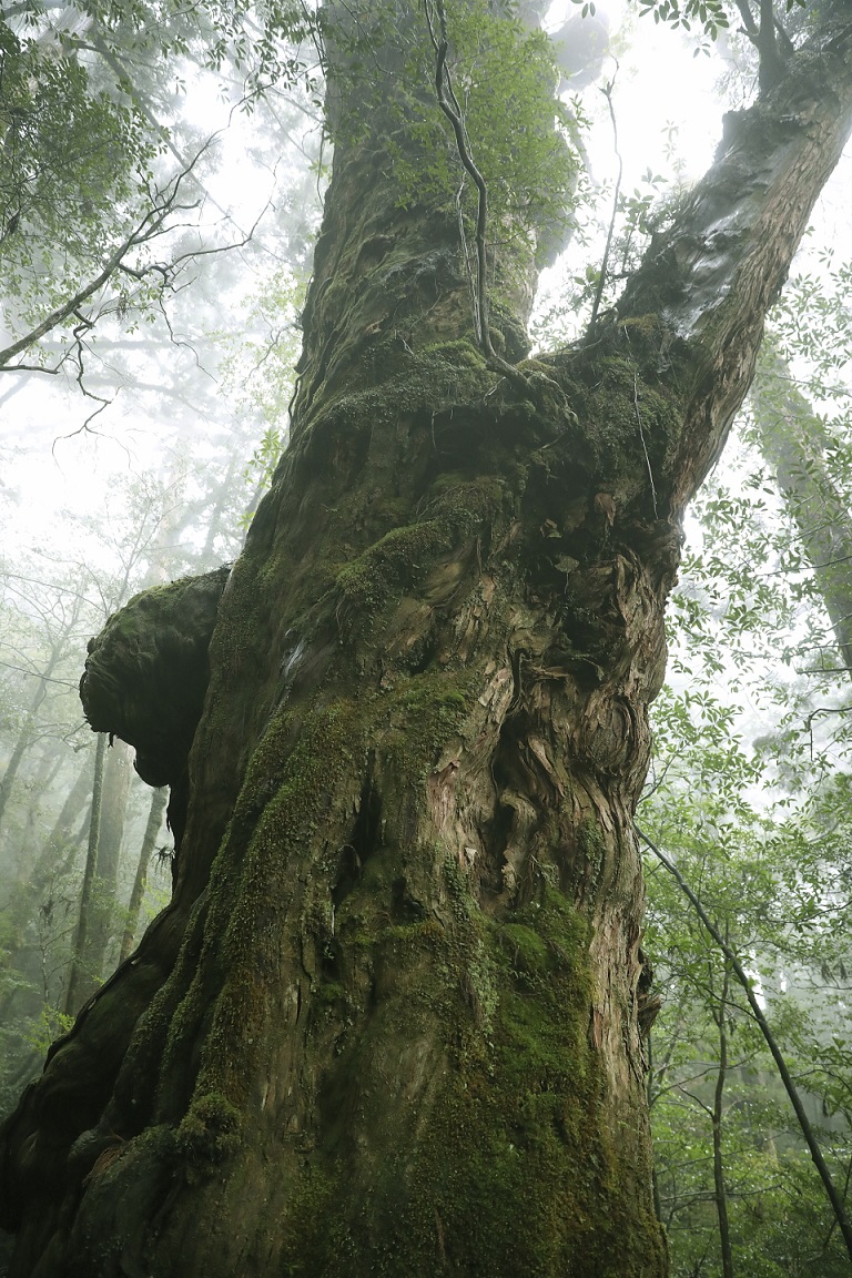 Baum auf Yakushima