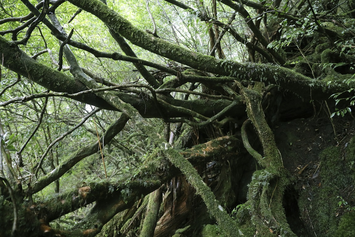 Wurzelgeflechte auf Yakushima