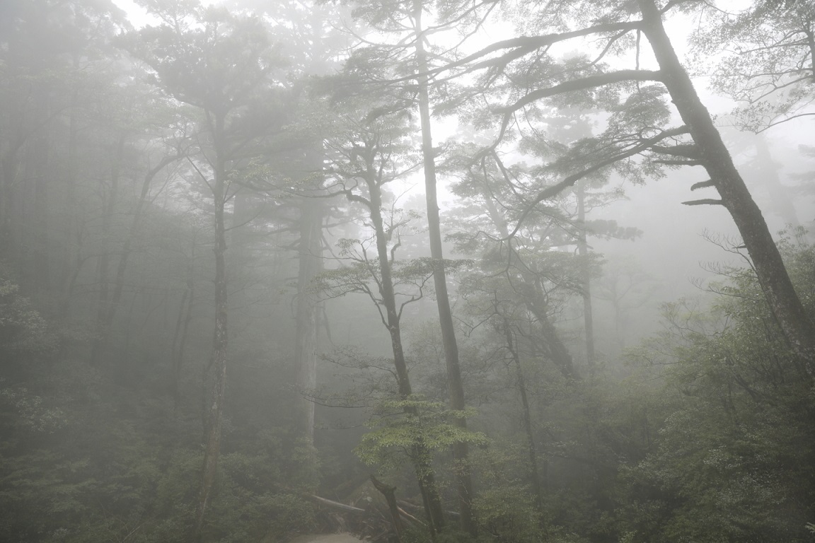 Nebelschwaden auf Yakushima