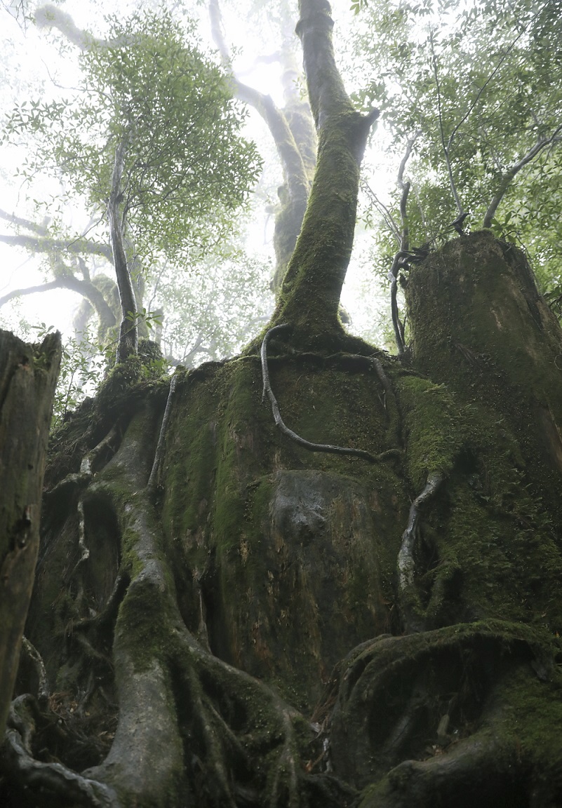 Junger Baum auf Yakushima