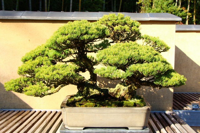 Outdoor Bonsai