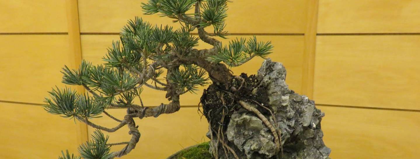 auf einem Stein wachsender Bonsai