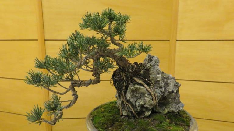 auf einem Stein wachsender Bonsai