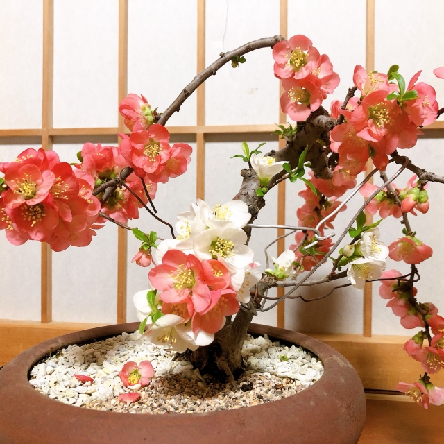 blühender Bonsai