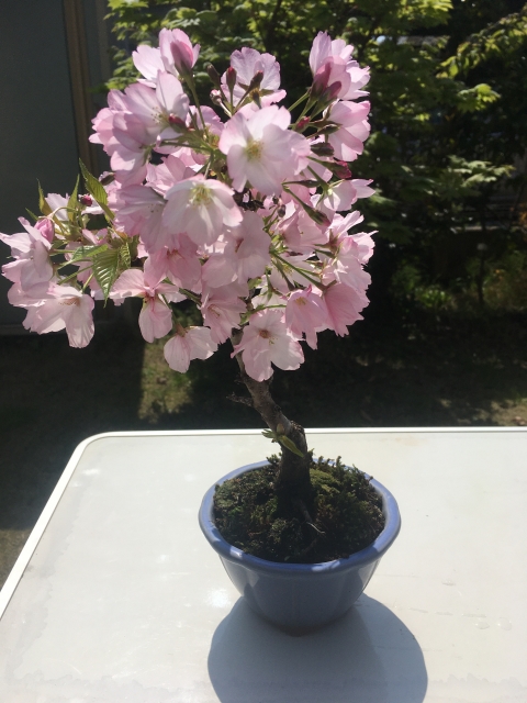 Kirschblüten Bonsai