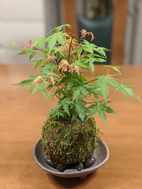 Kokedama Mini-Bonsai