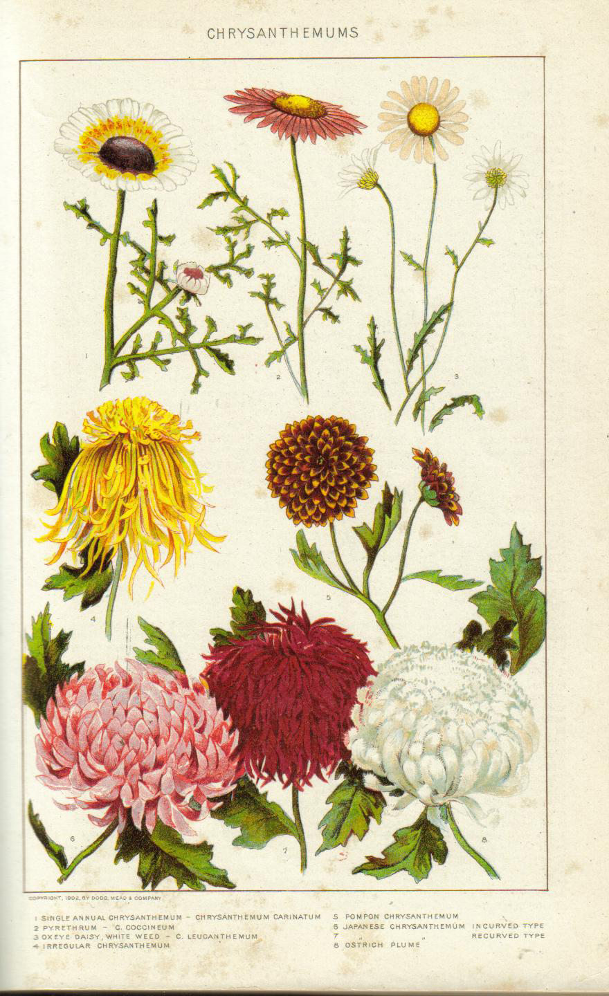 Chrysanthemen