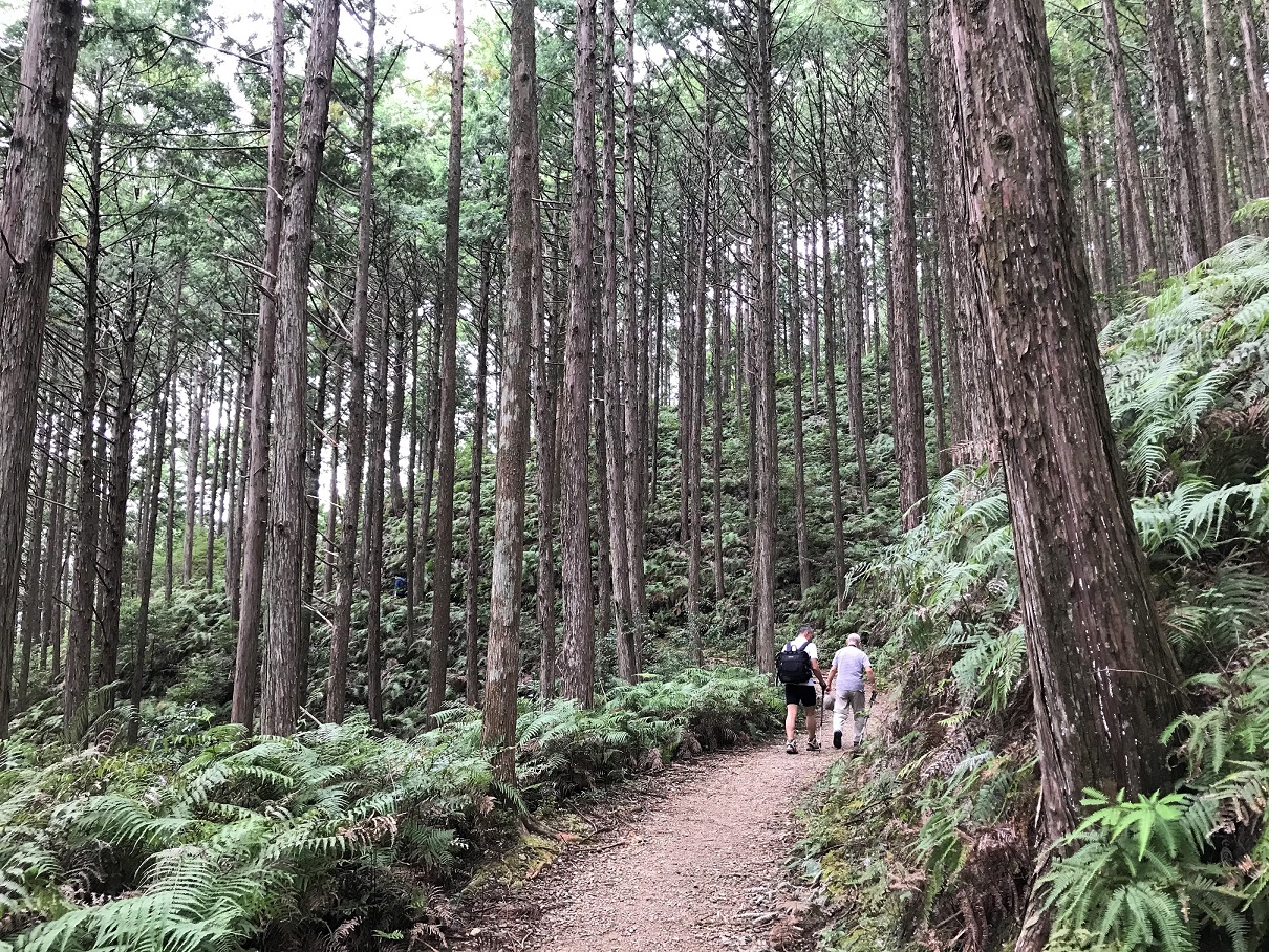 Wald im Kumano Kodo