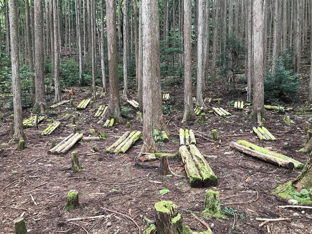 Wald in Kumano Kodo