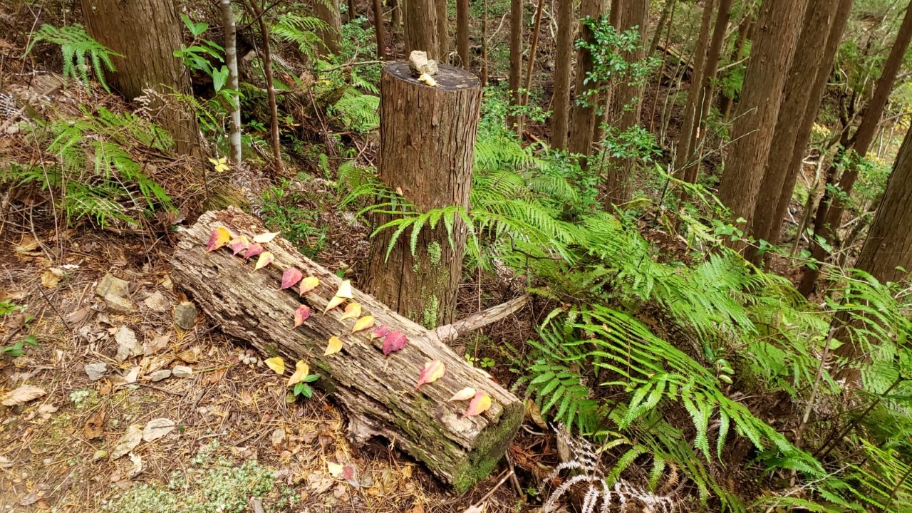 Herbst in Kumano