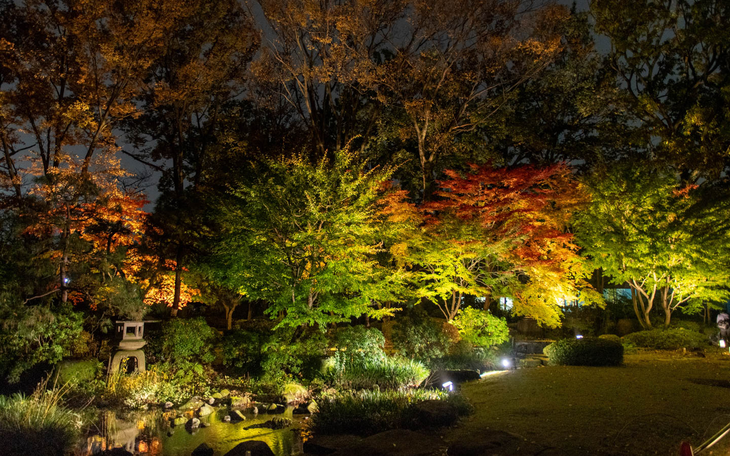 Herbstlaub in Koganei