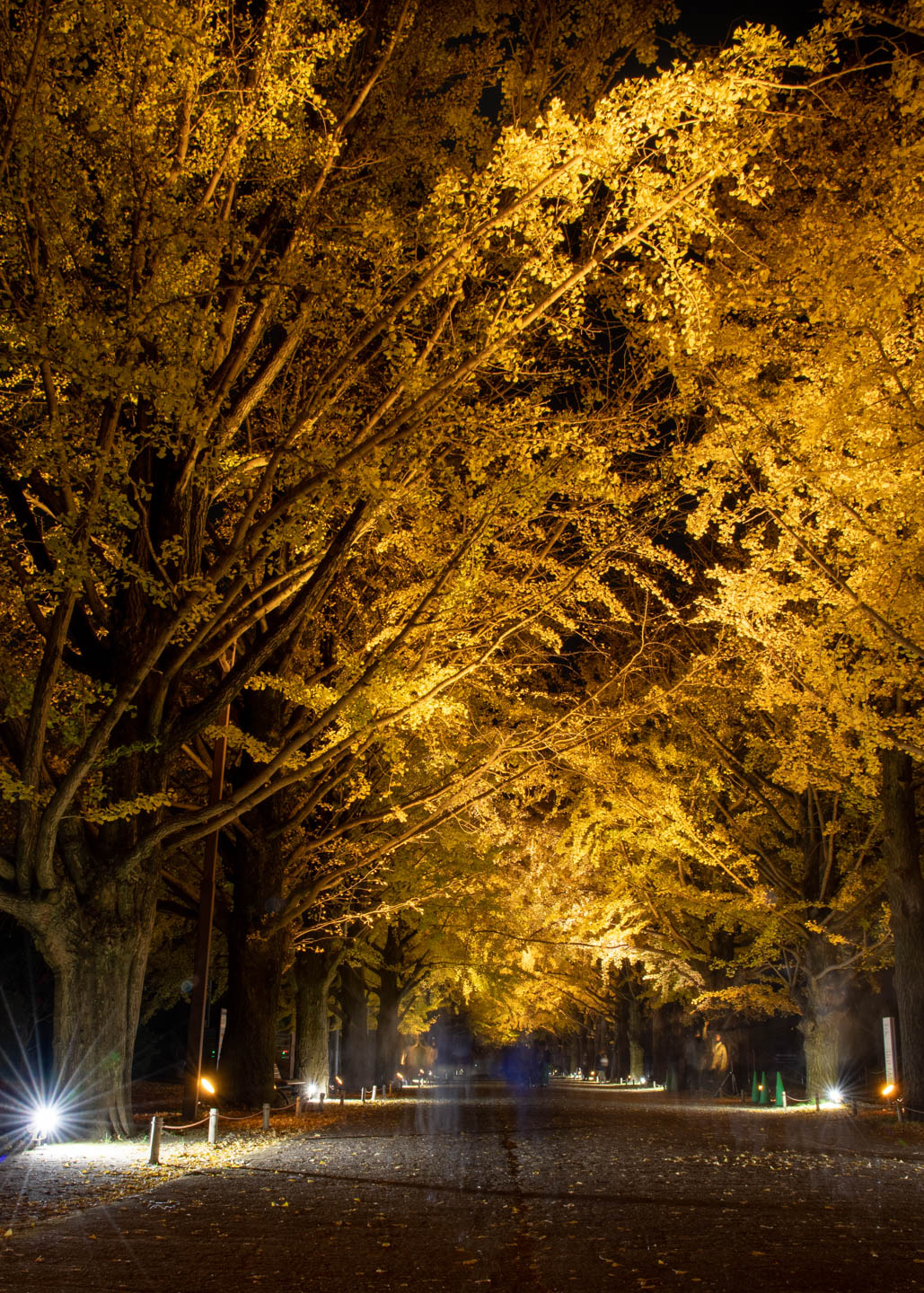 Herbstlaub in Tachikawa