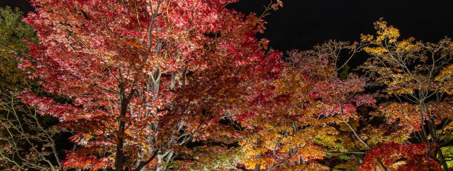 Herbstlaub in Tachikawa