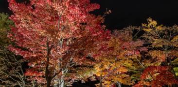 Herbstlaub in Tachikawa