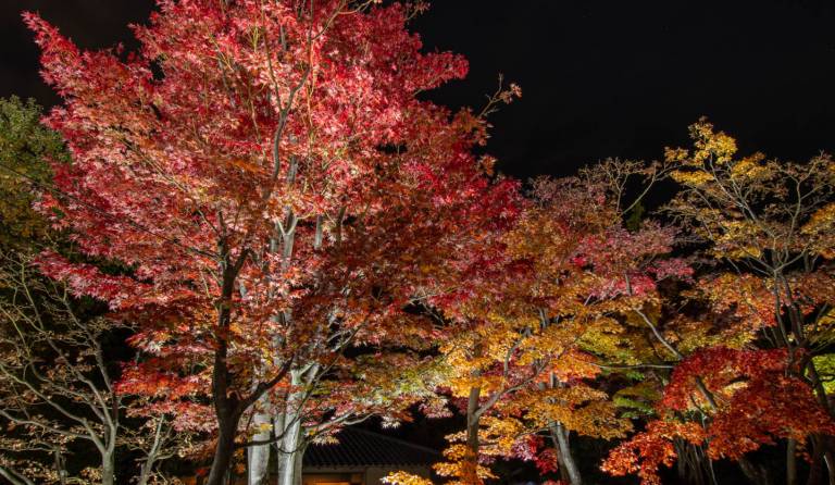 Herbstlaub in Tachikawa