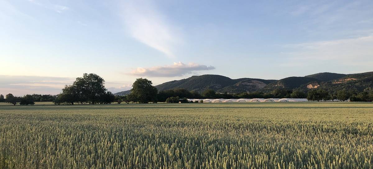 Spaziergang im Juni