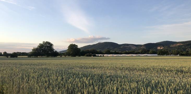 Spaziergang im Juni