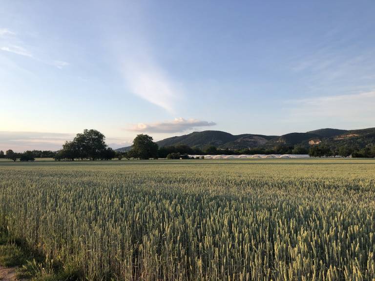 Spaziergang im Juni