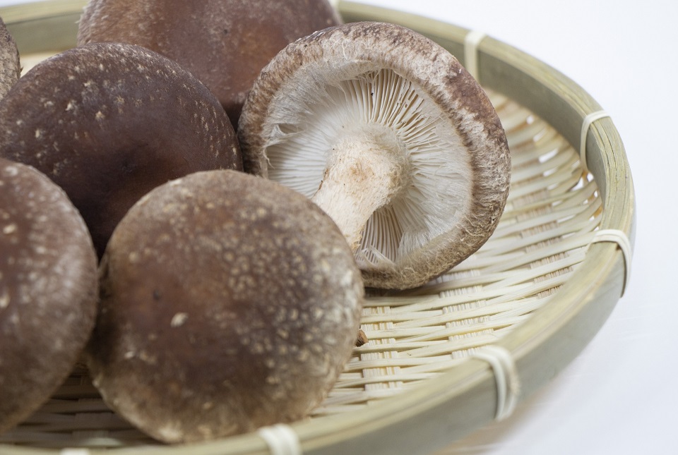 Shiitake