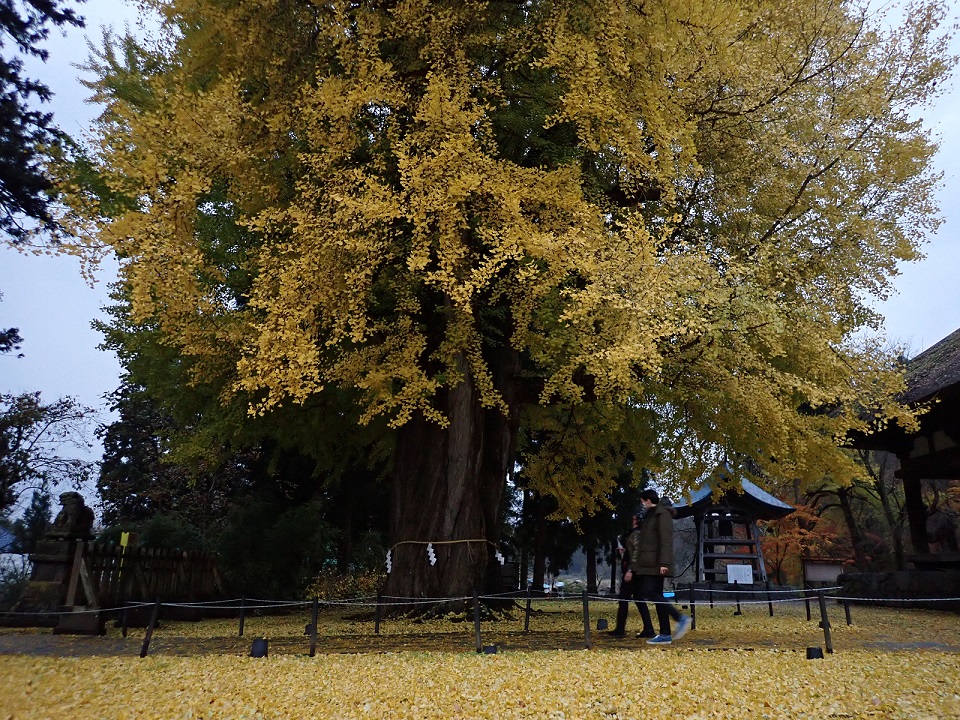 Ginkgo Baum vorm Shingu Kumano Schrein