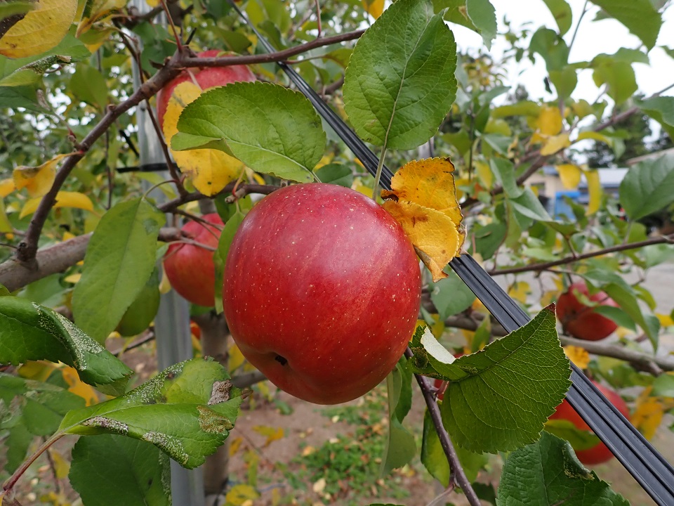 Äpfel in Akita