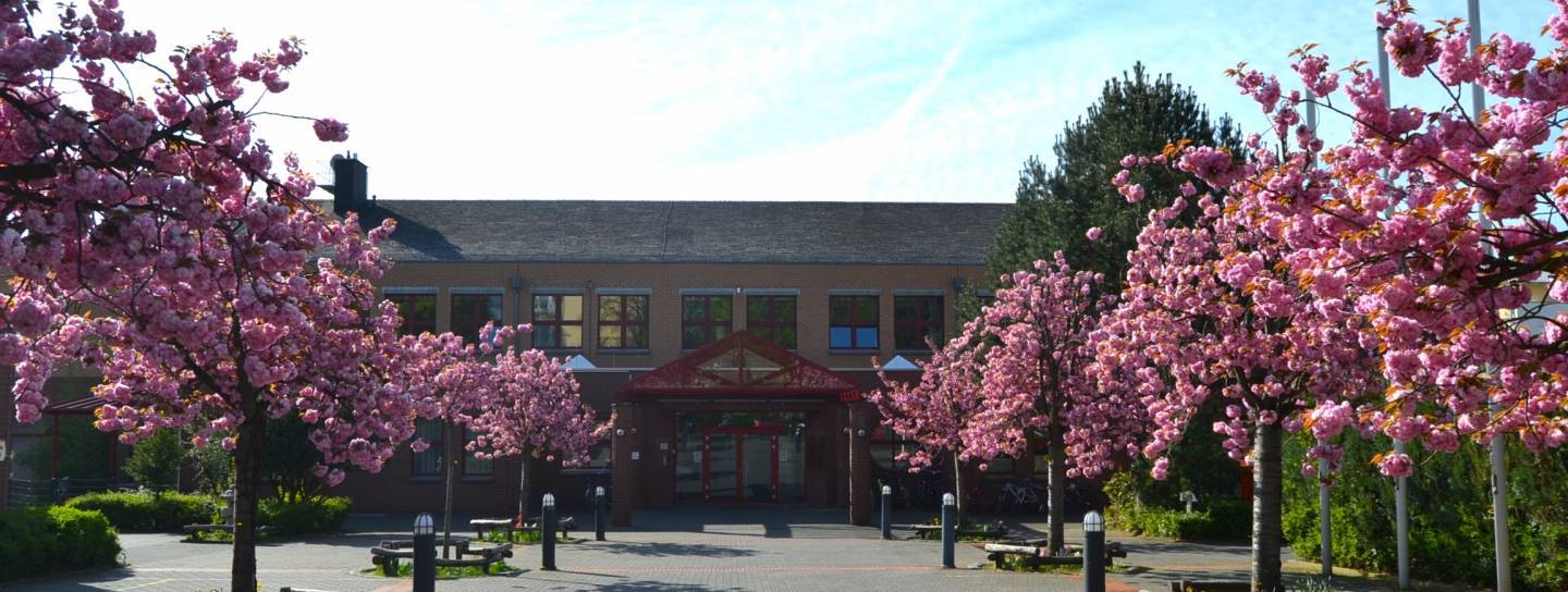 Kirschblüten vor der Japanischen Internationalen Schule Frankfurt am Main