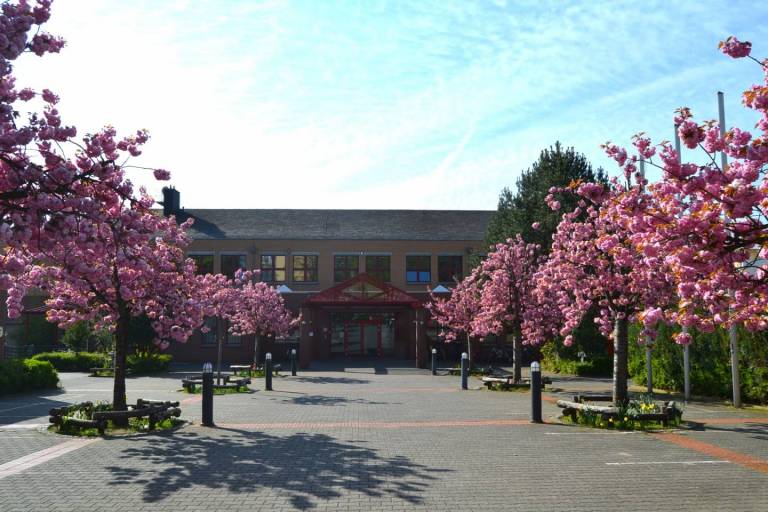 Kirschblüten vor der Japanischen Internationalen Schule Frankfurt am Main