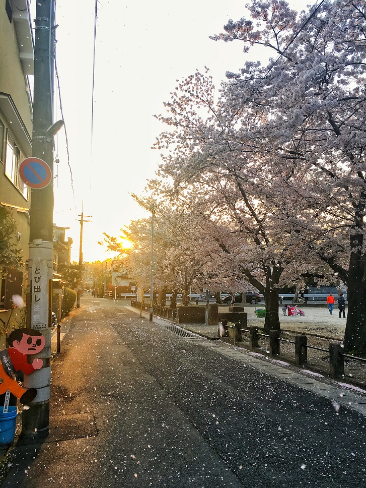 Kirschblüten in Kyoto