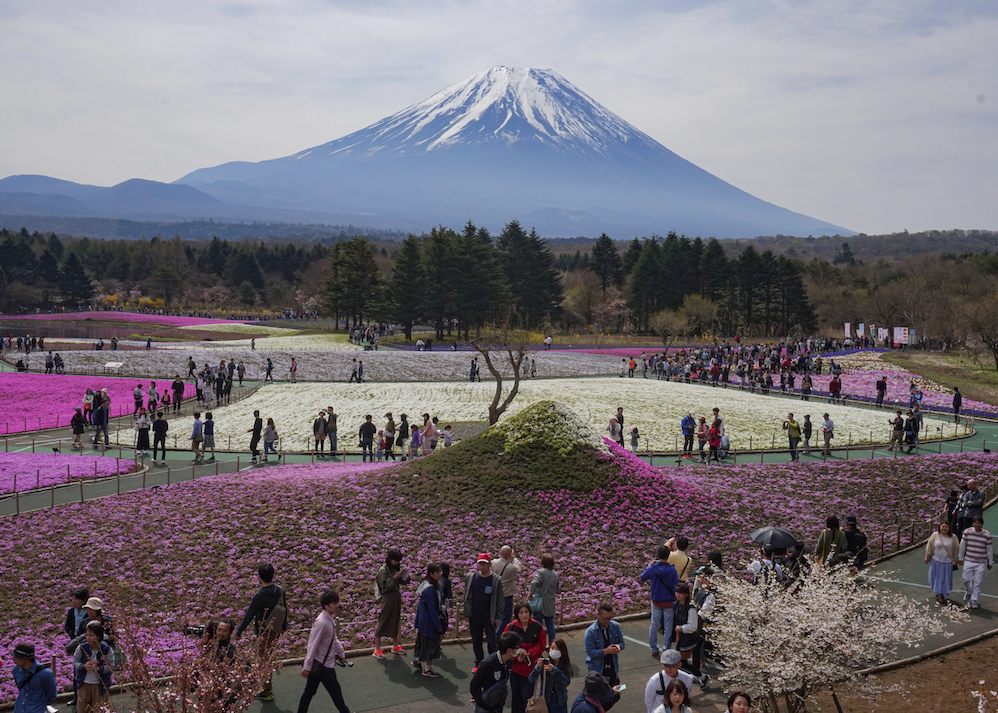 Berg Fuji, blühende Felder, Frühling