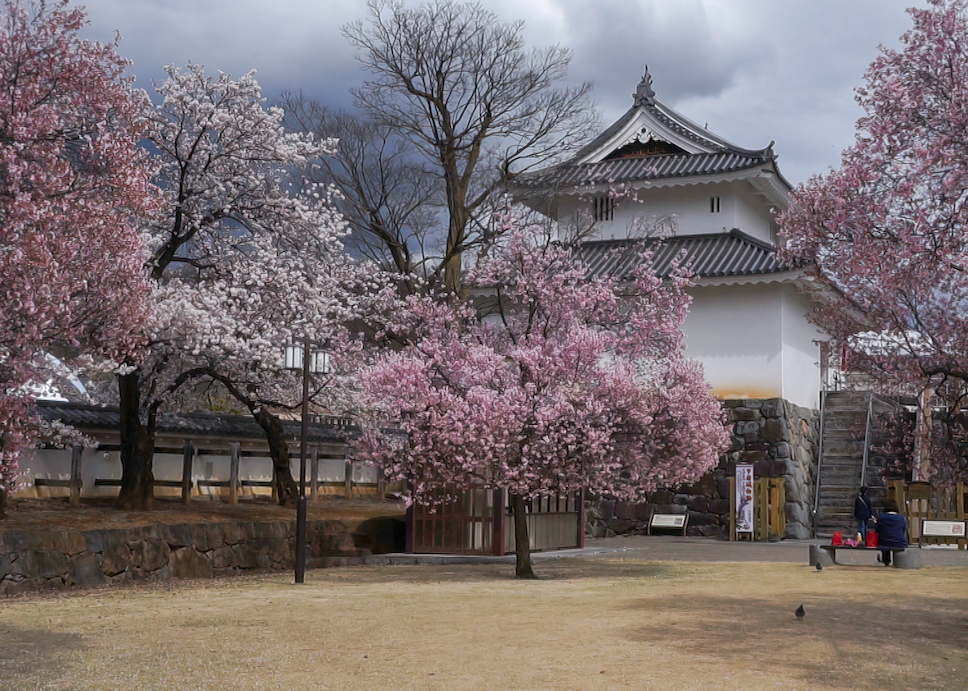 Kirschbäume im Maizurujō Kōen, bewölkter Himmel, Maizuru Schloss