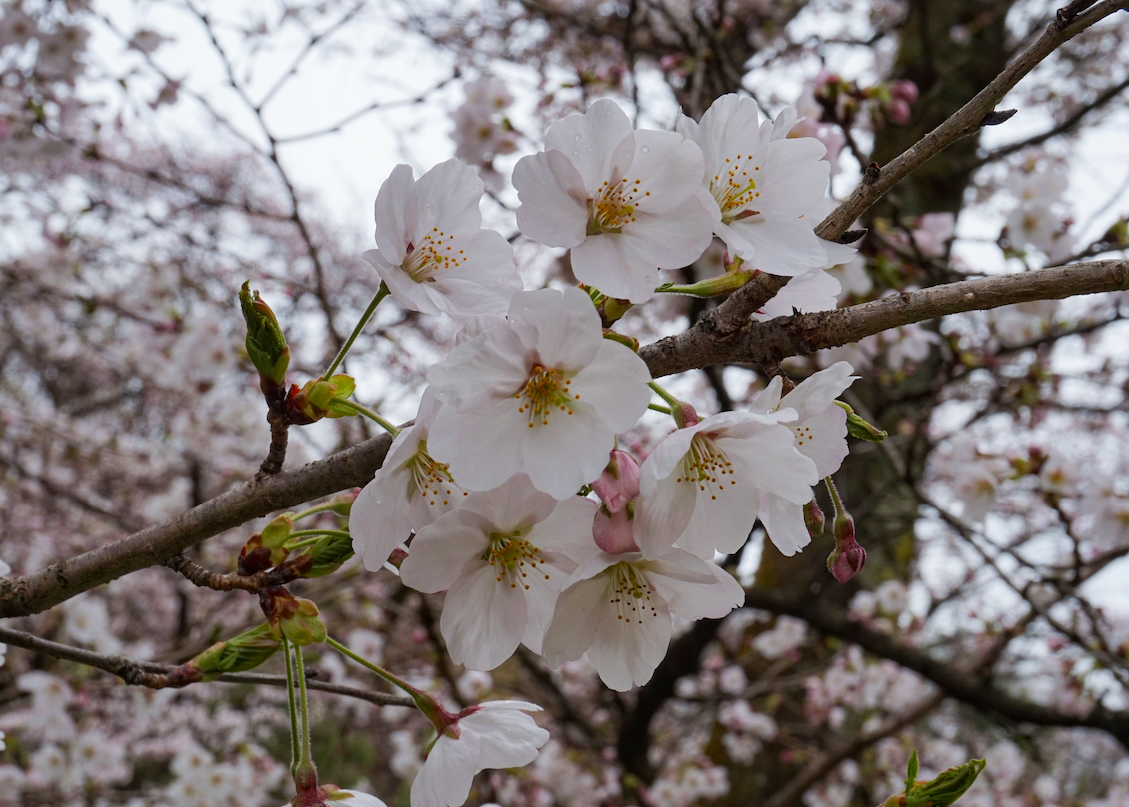 Kirschblüten