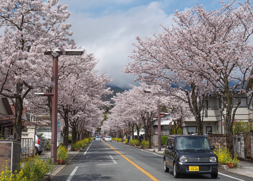 Kirschblüten-Allee, bewölkter Himmel, Auto