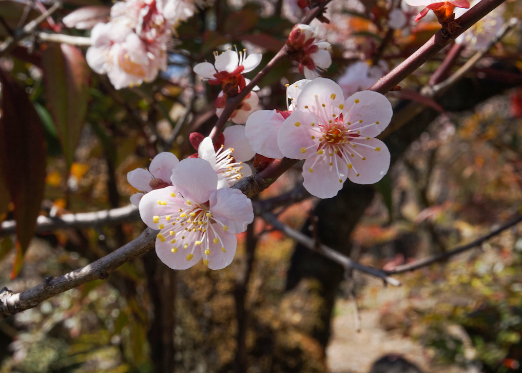 Pflaumenblüten