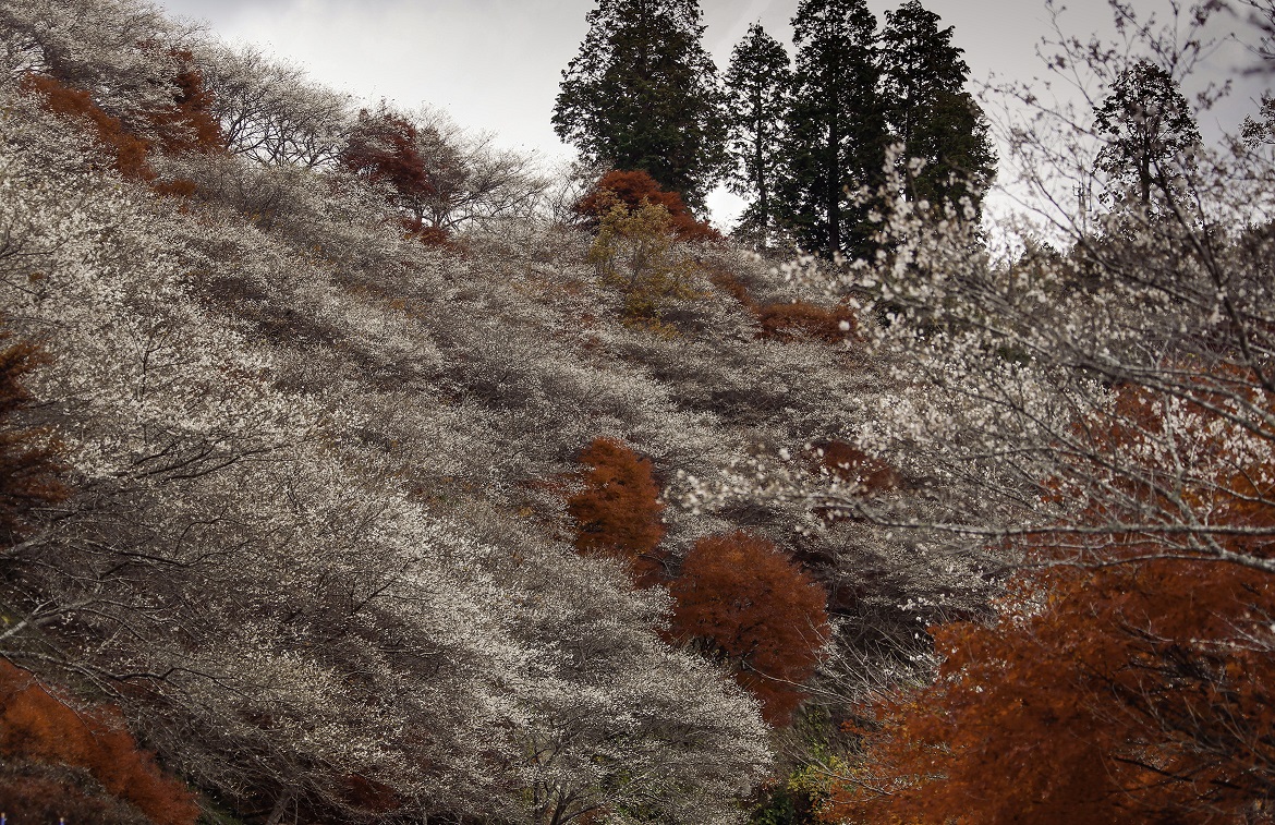 Kirschblüte