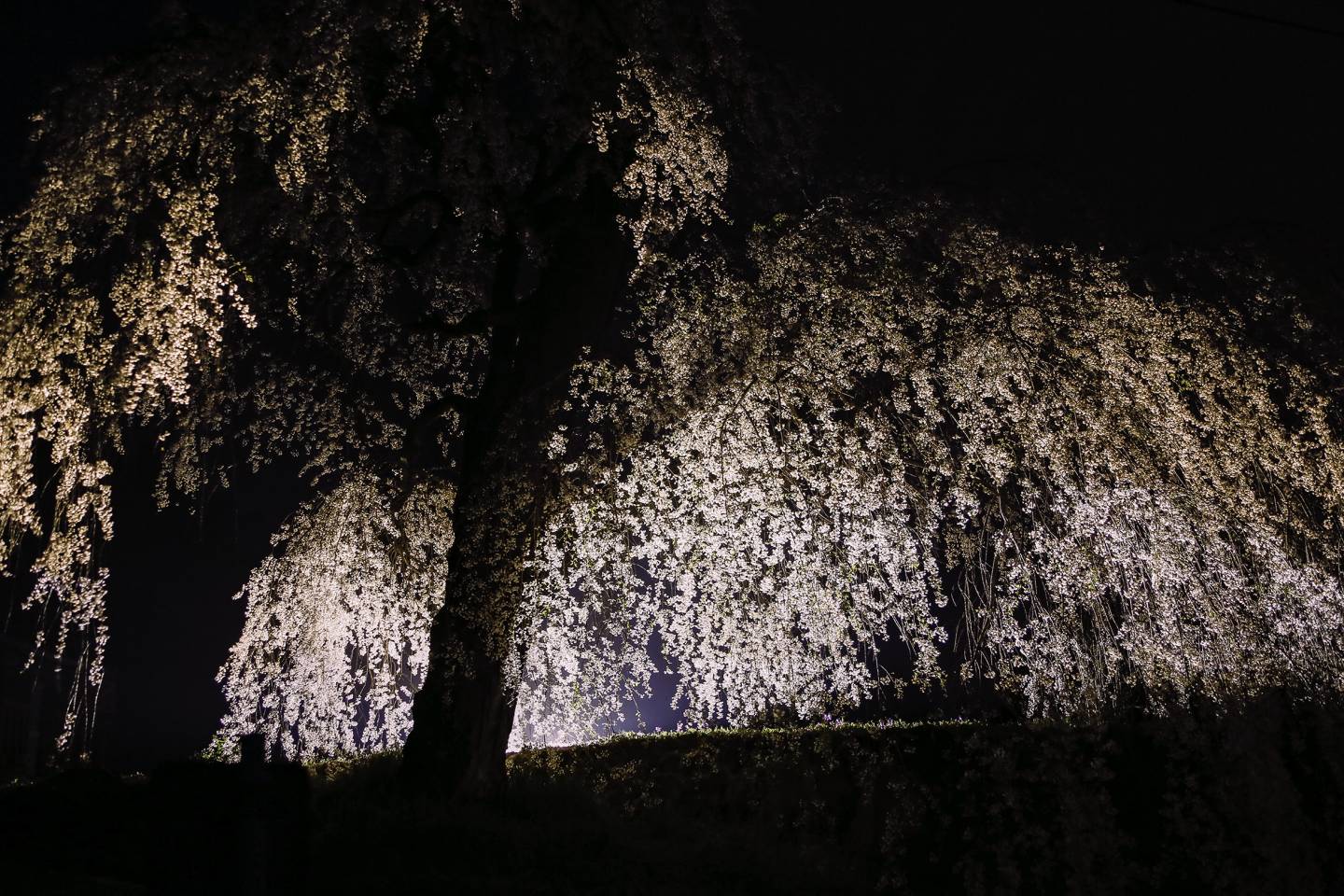 Kirschblüte bei NAcht