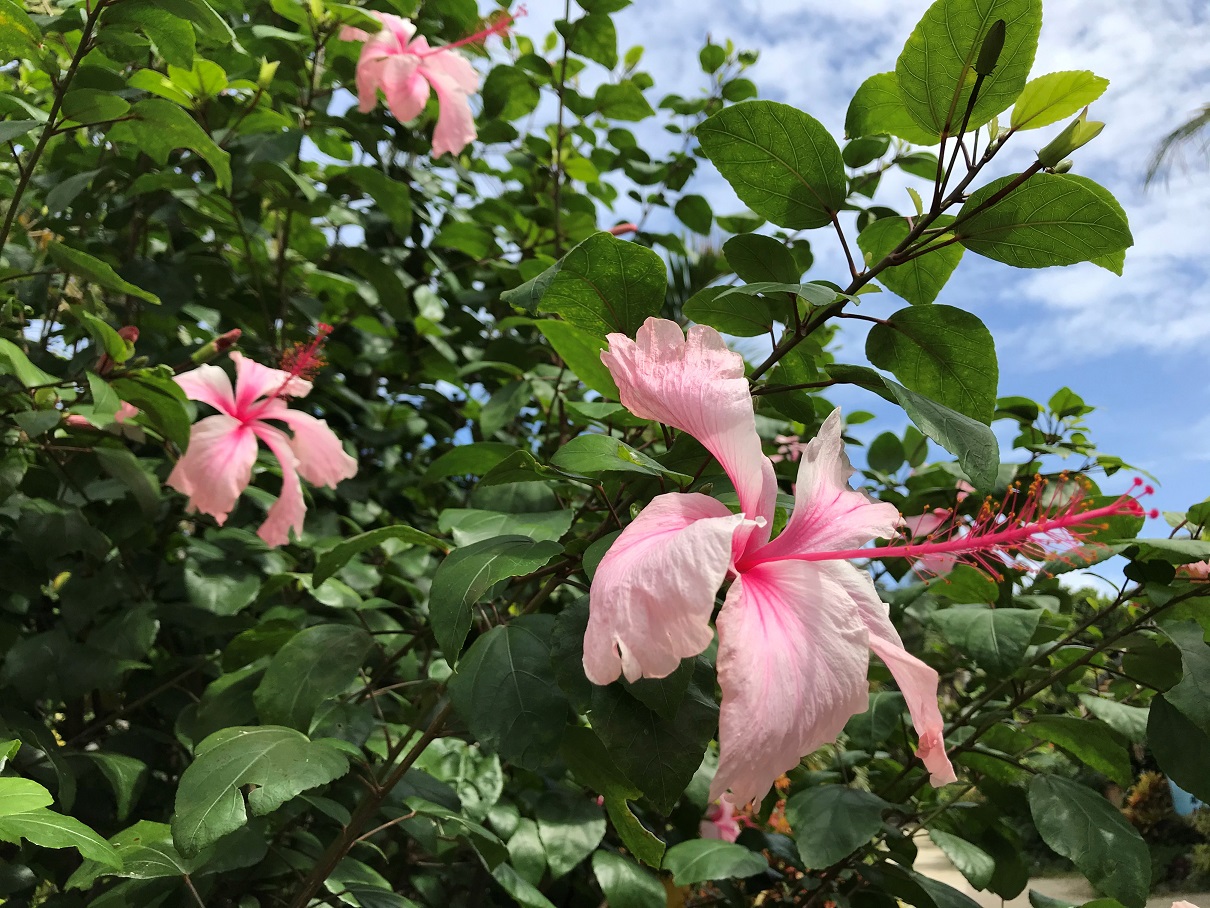 Hibiskus auf Iriomote