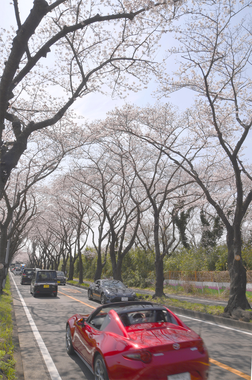 Kirschblüte in Yokohama