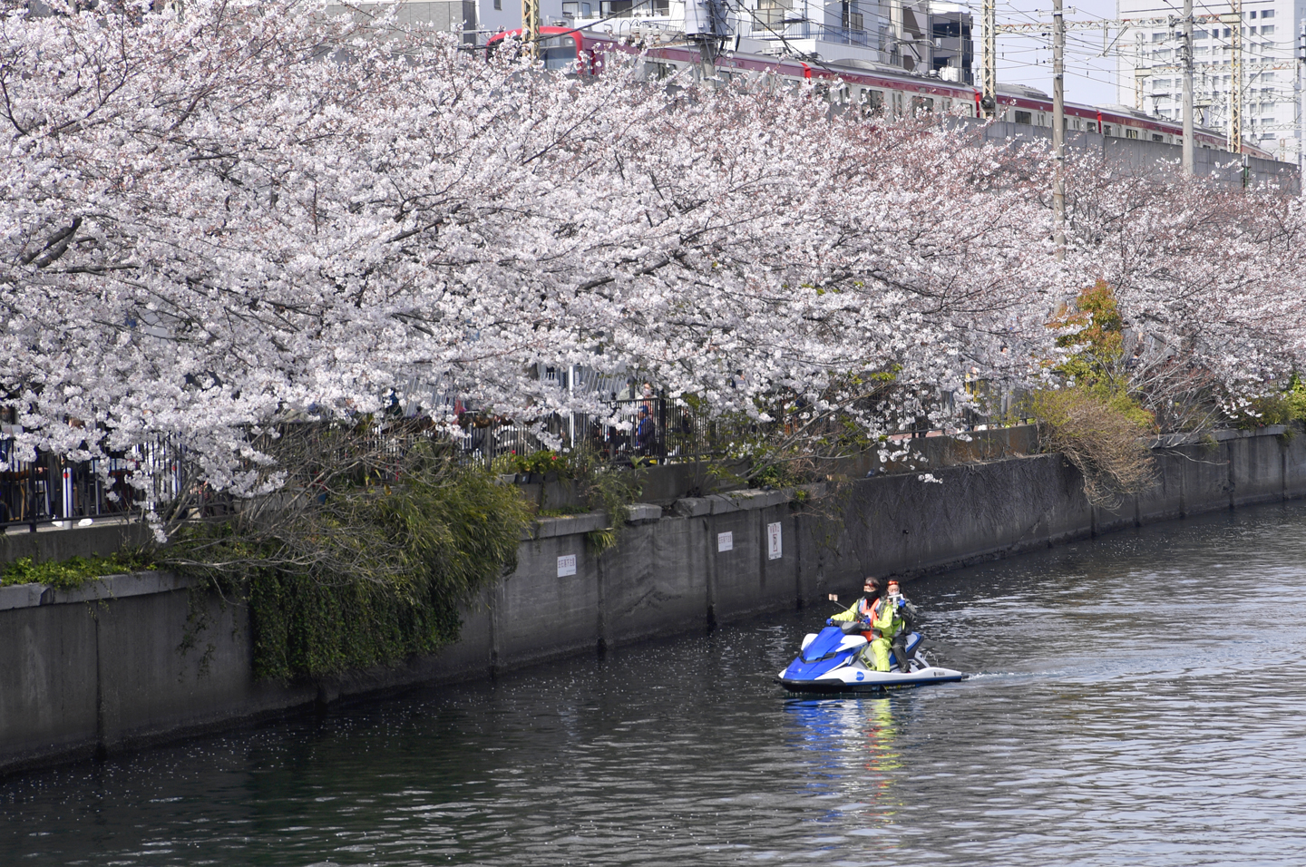 Kirschblüte in Yokohama