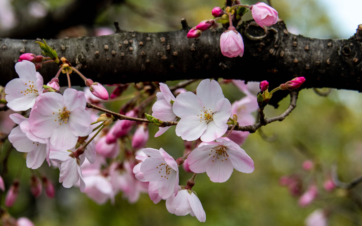 Kirschblüten in Koganei