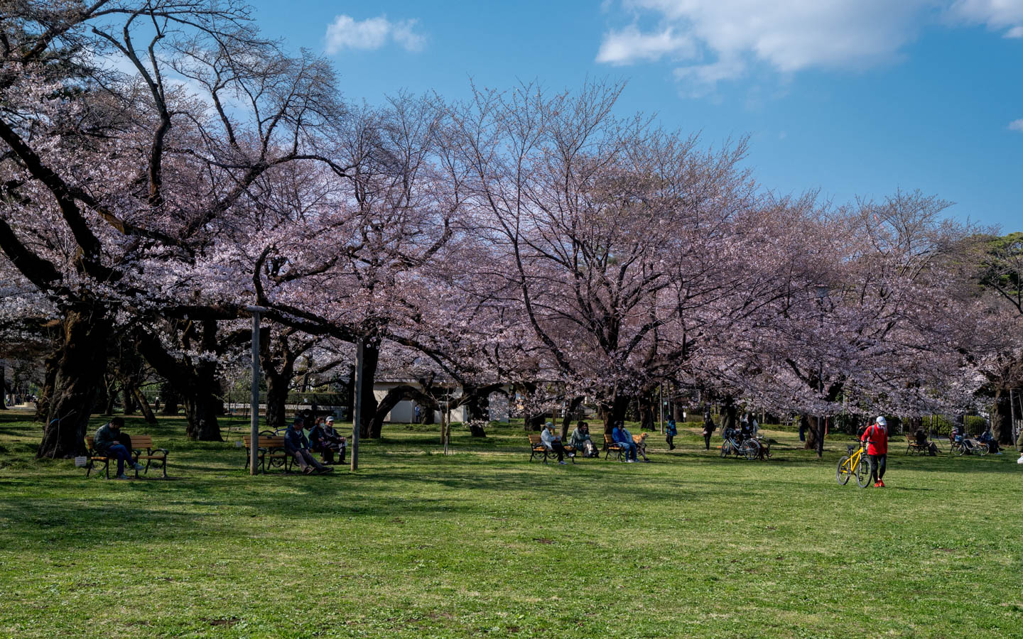 Kirschblüten in Koganei