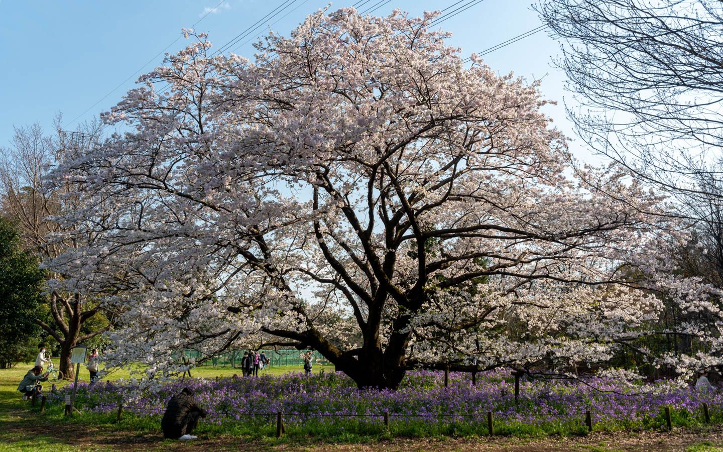 Kirschblüten in Koganei