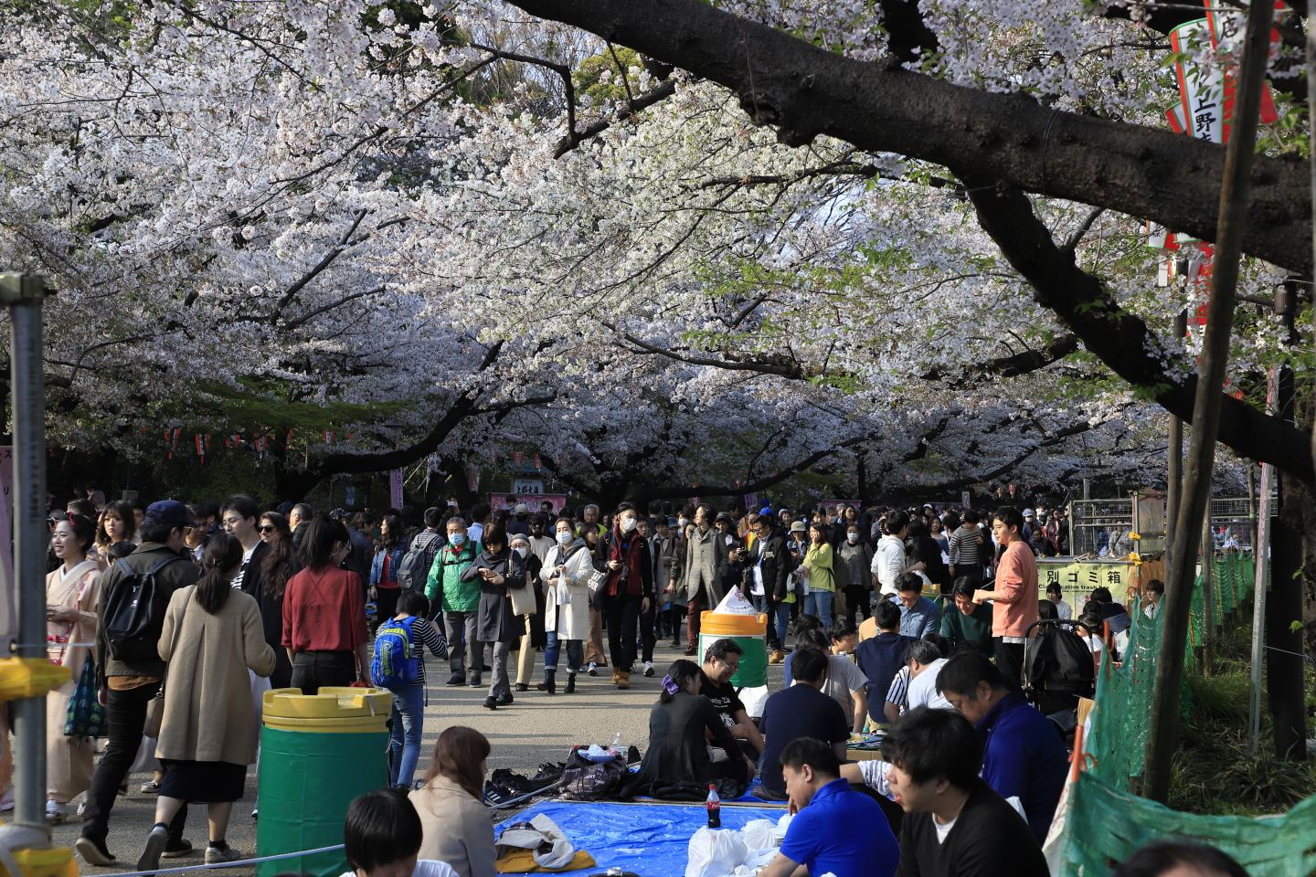 Kirschblüte Ueno