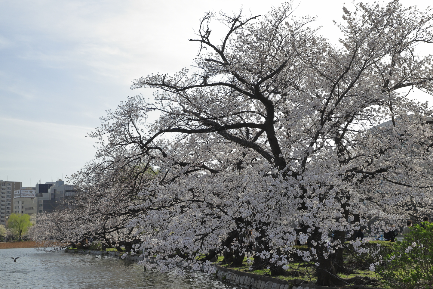 Kirschblüte Ueno