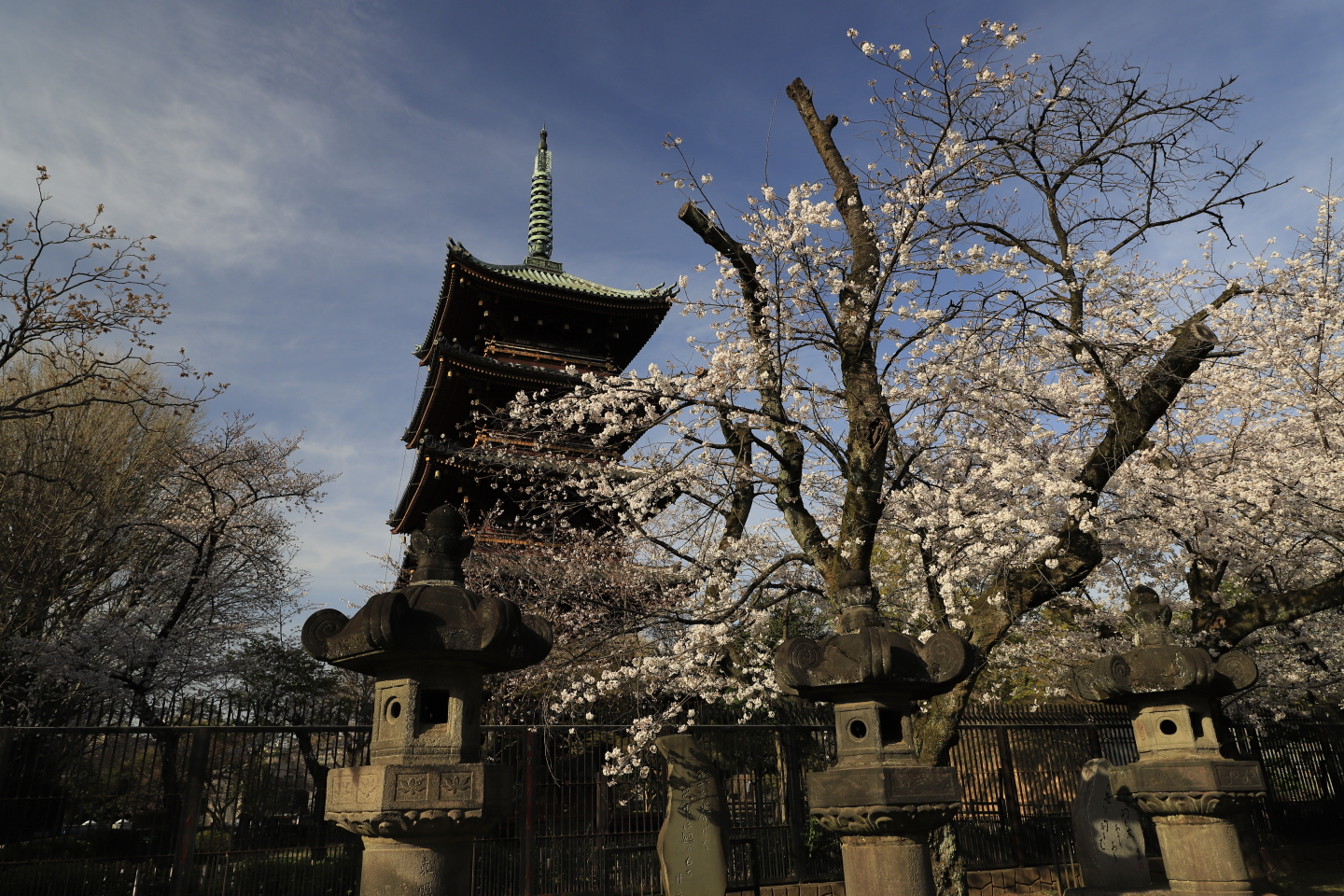 Kirschblüte Ueno