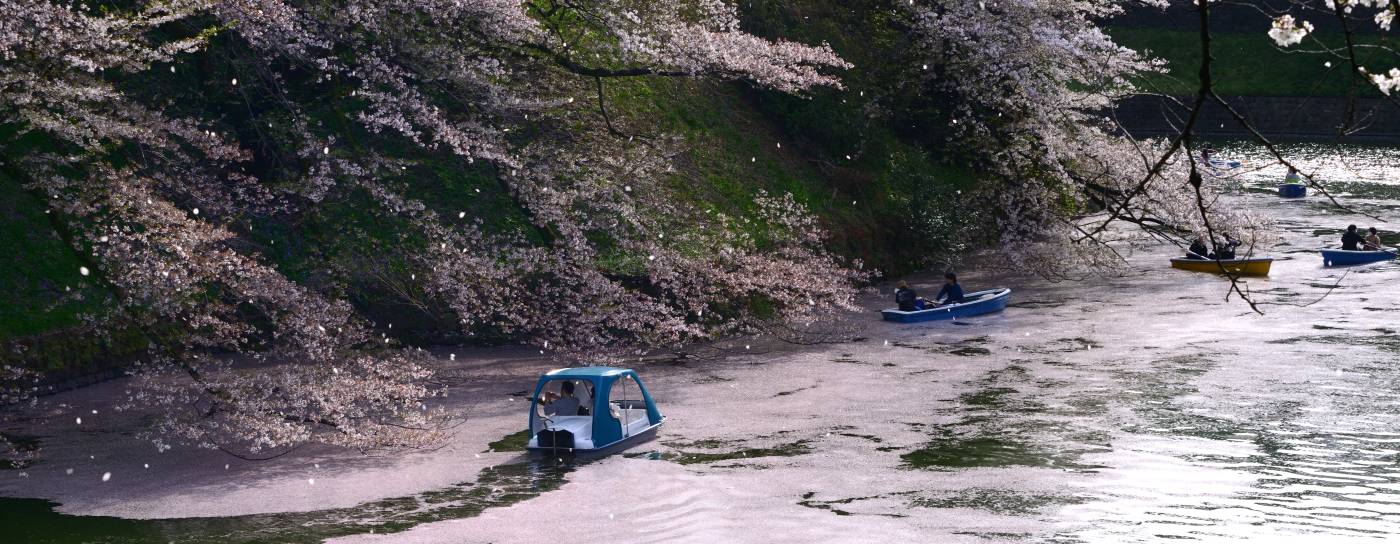 Kirschblüten in Chidorigafuchi