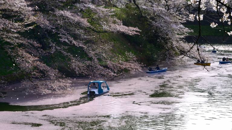 Kirschblüten in Chidorigafuchi