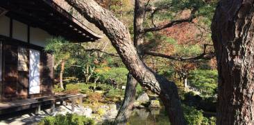 Herbstlaub in einem japanischen Tempel